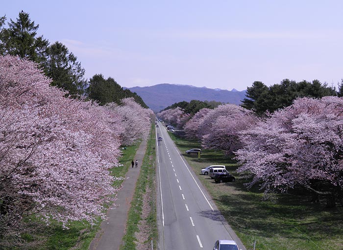 二十間道路桜並木の桜