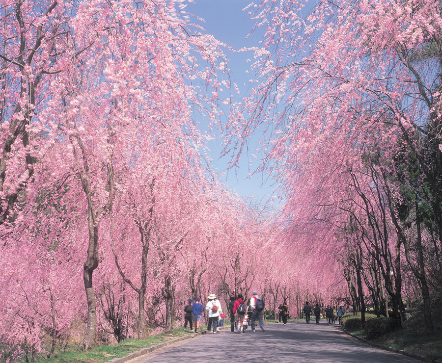甲山ふれあいの里の桜